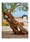 Leaning Tree, Sintra